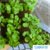 Espuma para Hidroponia Grower 2,0 x 2,0 x 2,0 cm - Sem Furo - Oasis Produtos Florais