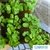 Espuma para Hidroponia Grower 2,5 x 2,5 x 3,8 cm - comprar online