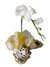 Orquídea ( Phalaenopsis ) - comprar online