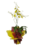 Orquídea Chuva de Ouro (Oncidium)
