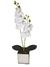 Orquídea 2H - comprar online