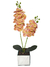 Orquídea 2H na internet