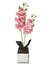 Orquídea 2H - Bibi Flores