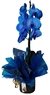 Mundo Orquídea Phalaenopsis Azul.