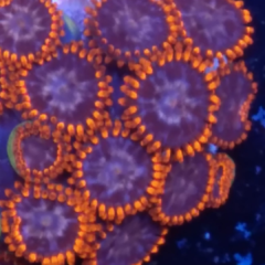 Mini colonia Zoa 15/20 Zoas 