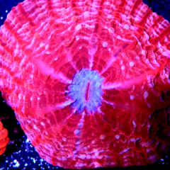Indophyllia red ultra