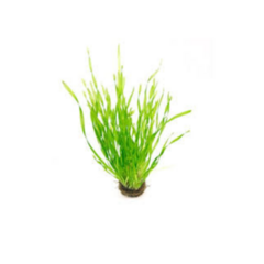 vallisneria epirallis