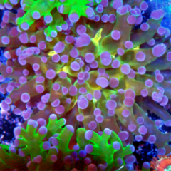 Euphyllia paradivisa Reef Master gold frag 1 cabeza 