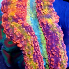 Lobophyllia H.Rainbow