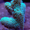 Seriatopora caliendrum frag