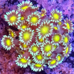 Goniopora yellow spot frag