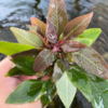 hygrophila carimbosa red