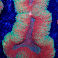 Lobophyllia sp