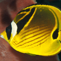 chaetodon Iunula 