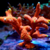 Montipora forest fire(colonia)