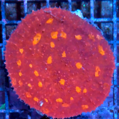 Echinophyllia chalice red orange 