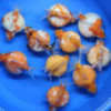 goldfish perlados importados 6cm