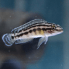 julidochromis regani 5 cm