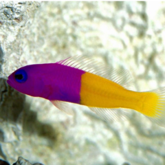 pseudochromis pacagnellae
