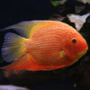 severum red spotted
