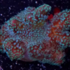 Stylopora pistillata green  