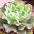 ECHEVERIA DOROTHY PT 9 LINDAAA... (sem raiz) na internet