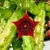 HUERNIA KENIENSIS POTE 11 - comprar online