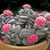 CRÁSSULA MORGANS BEAUTY RARA POTE 9 - comprar online