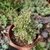 SEDUM JOYCE TULLOCH VARIEGATA POTE 9 LINDOOO - comprar online