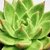 ECHEVERIA ESTRELA POTE 11/13 - comprar online