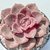 ECHEVERIA SNOW WHITE POTE 9