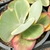 KALANCHOE FANTÁSTIC POTE 11 (sem raiz) - comprar online