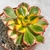 AEONIUM SUNBURST RARA PT 11 - comprar online