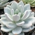 ECHEVERIA ICE CRISTAL POTE 8 - Suculentas Raras