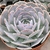 ECHEVERIA PINK FRILLS PT 9 - comprar online