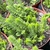 SEDUM ACRE AUREUM POTE 9 - Suculentas Raras