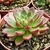 ECHEVERIA SANGUÍNEA POTE 9/11 - comprar online