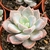 ECHEVERIA (DOKAEBI) POTE 9 na internet