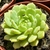 ECHEVERIA DEREMBERGII POTE 9 - comprar online