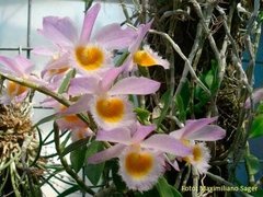 Dendrobium loddigesii - comprar online