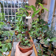 Hoya densifolia con tutor en internet
