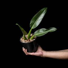 Philodendron martianum - Mediano - comprar online