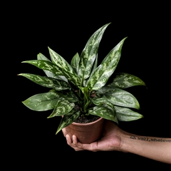 Aglaonema ' Maria '