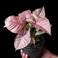 Syngonium podophyllum 'Full Pink' - comprar online