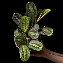 Maranta Leuconeura Tricolor