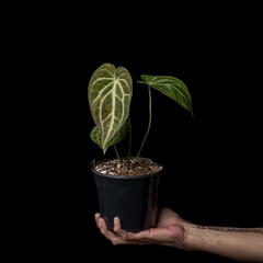 Anthurium crystallinum - Mediano