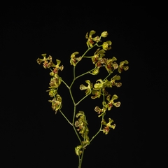 Gomesa cornigera en Flor - Orquídea en Maceta - comprar online