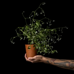 Euphorbia cf. leucocephala - comprar online