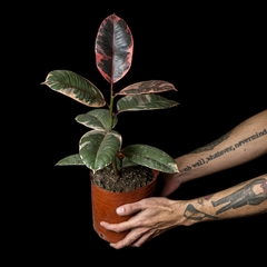 Ficus elastica 'Ruby' - Mediano