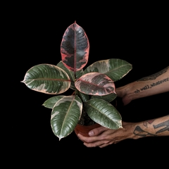 Ficus elastica 'Ruby' - Mediano - comprar online